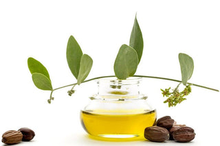 Amazing Benefits Of Jojoba Oil And Its Uses - Herb Tantra