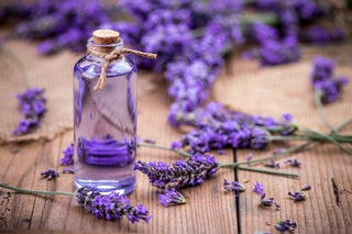 Top 5 Amazing Benefits Of Lavender Essential Oil - Herb Tantra